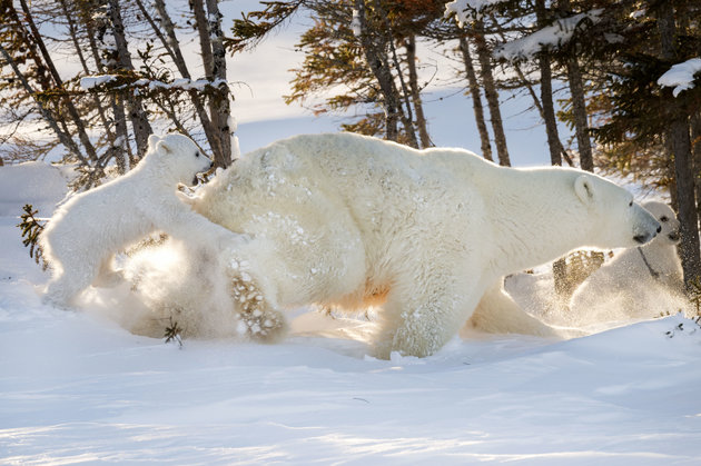 PIC FROM DAISY GILARDINI/CATERS NEWS (Pictured: Polar bear cub hitching a ride on mamas bum at Wapusk National Park in Manitoba, Canada) -This is the cute moment a cute cub decided to hitch a lift on its mums bear bum. The four-month-old cheeky baby bear must have had some tired paws as it opted for a beary-back-ride instead of walking during what was one of its first trips out of the den. Polar bear cubs and their mum usually spend the first three months of their lives in a den. The two had only just come out into the wild and were presumably foraging for food to hunt. It is extremely difficult and rare to witness the bears exit from the den and incredibly, these photographs were the result of 117 HOURS OF WAITING. Professional wildlife and nature photographer Daisy Gilardini, spent nearly two weeks waiting in front of a polar bear den with winds gusting to 60-70 km/h. SEE CATERS COPY
