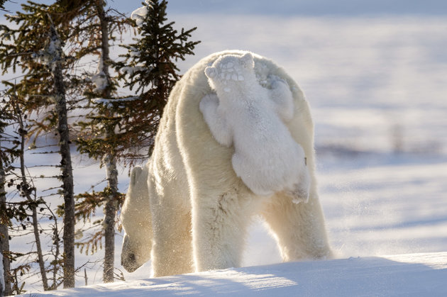 PIC FROM DAISY GILARDINI/CATERS NEWS (Pictured: Polar bear cub hitching a ride on mamas bum at Wapusk National Park in Manitoba, Canada) -This is the cute moment a cute cub decided to hitch a lift on its mums bear bum. The four-month-old cheeky baby bear must have had some tired paws as it opted for a beary-back-ride instead of walking during what was one of its first trips out of the den. Polar bear cubs and their mum usually spend the first three months of their lives in a den. The two had only just come out into the wild and were presumably foraging for food to hunt. It is extremely difficult and rare to witness the bears exit from the den and incredibly, these photographs were the result of 117 HOURS OF WAITING. Professional wildlife and nature photographer Daisy Gilardini, spent nearly two weeks waiting in front of a polar bear den with winds gusting to 60-70 km/h. SEE CATERS COPY