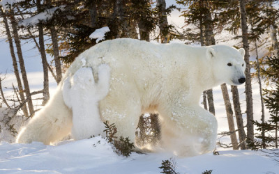 Polar Bear Mom and Cub in Wapusk National Park