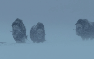 “In Between” – The World of the Muskoxen