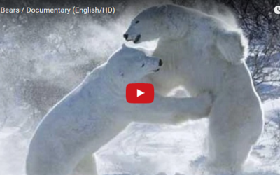 Churchill Video of the Week – Polar Bear Documentary