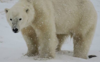 Churchill Polar Bear Photo