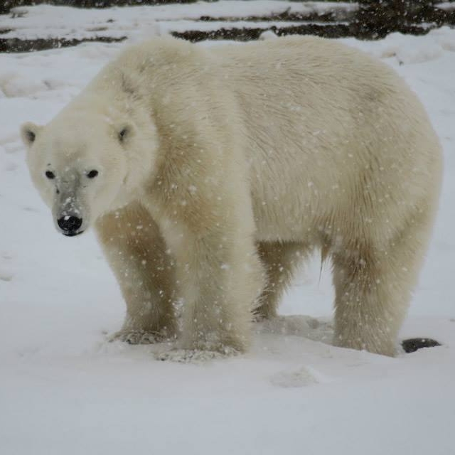 polar bear churchill, manitoba