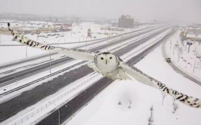 Snowy Owls and Lemmings