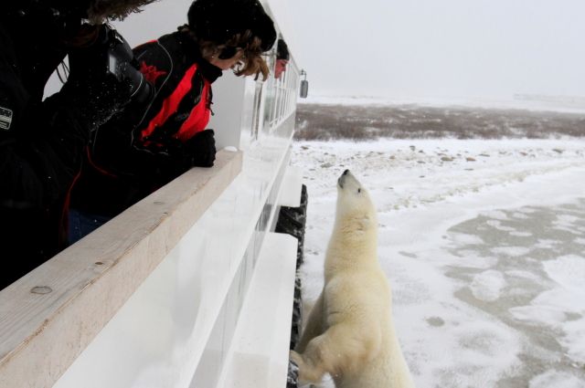 polar bear on polar rover churchill manitoba