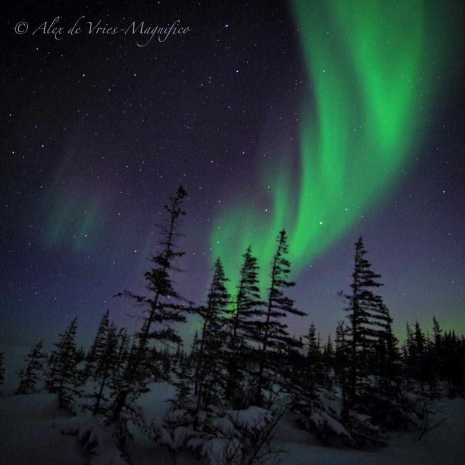 northern lights in churchill,mb