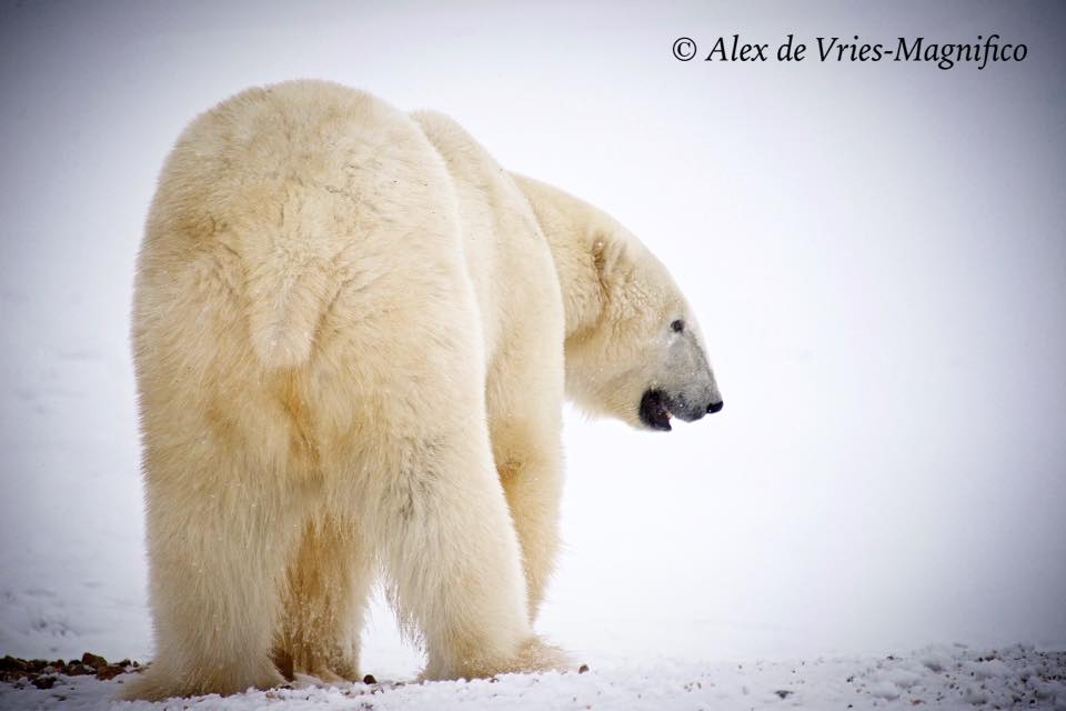 polar bear on the tundra in Churchill, Manitoba