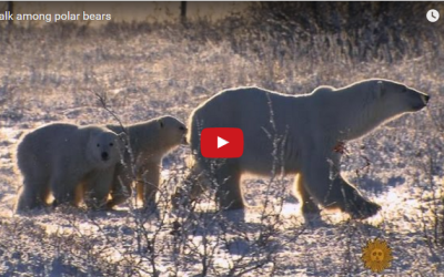 A Walk Among polar Bears