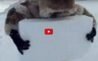 Igloo Building 101 – Churchill Style