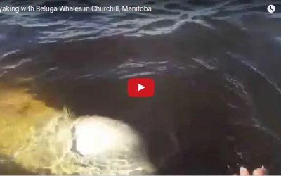 Churchill Video of the Week – Kayaking with Beluga Whales