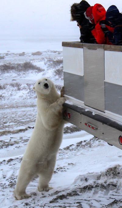 polar bear on a polar rover in Churchill, Manitoba