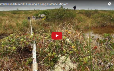 Whimbrels in Churchill: Tracking a Long-distance Migrant