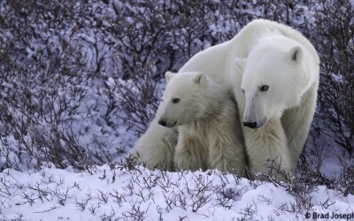 Celebrate International Polar Bear Day with Top Polar Bear Photos