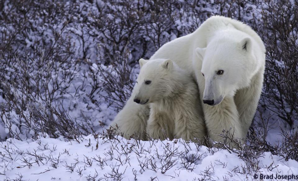 brad j sow and cub polar bear