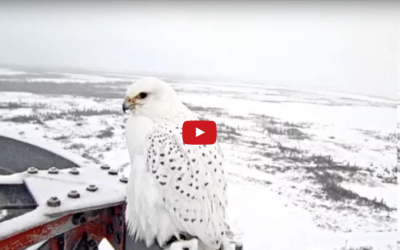 Gyrfalcon Visits Northern lights Camera