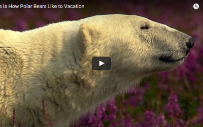 A Summer Day for a Polar Bear
