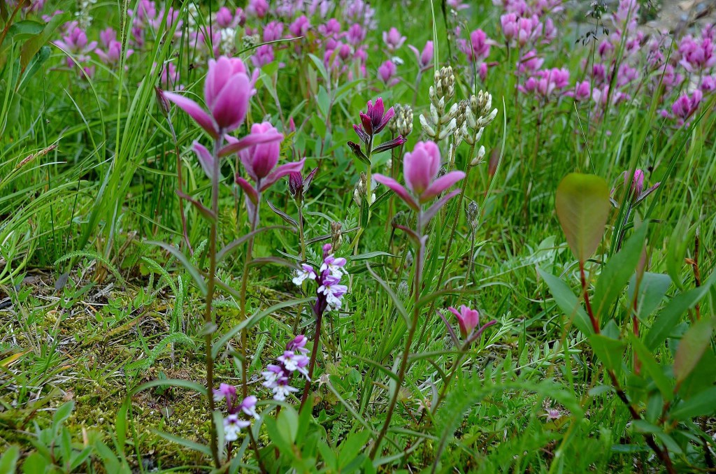 11114176_10154143615176164_4594851674891843364_o (1)