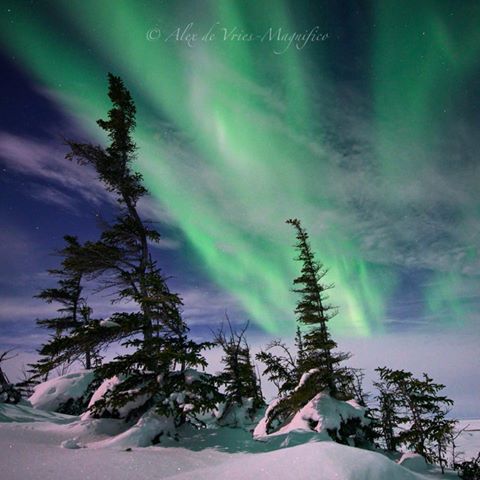 northrrn lights churchill, MB