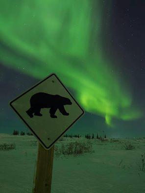 northern lights in Churchill polar bear sign