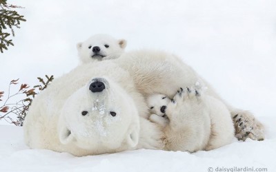 Happy Valentines Day from Churchill