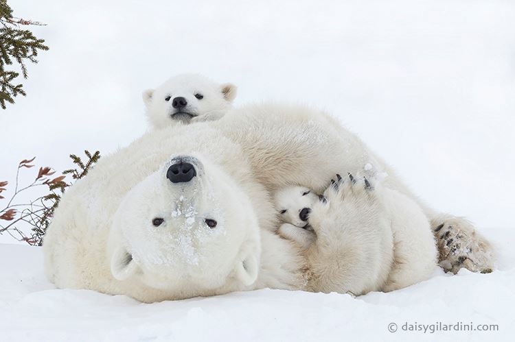 Polar bears in Wapusk National Park