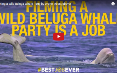 Beluga Whales from a Drone’s Perspective