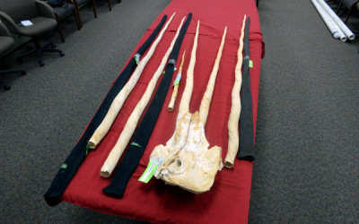 Narwhal Tusk Smugglers Harpooned