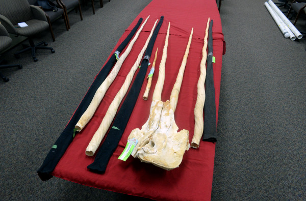  Narwhal tusks that were evidence in the trial of Andrew J. Zarauskas. Linda Coan O'Kresik | BDN photo.