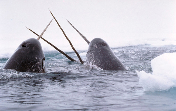 Narwhals in the Arctic. National Institute of Standards and Technology via Wikimedia Commons photo.
