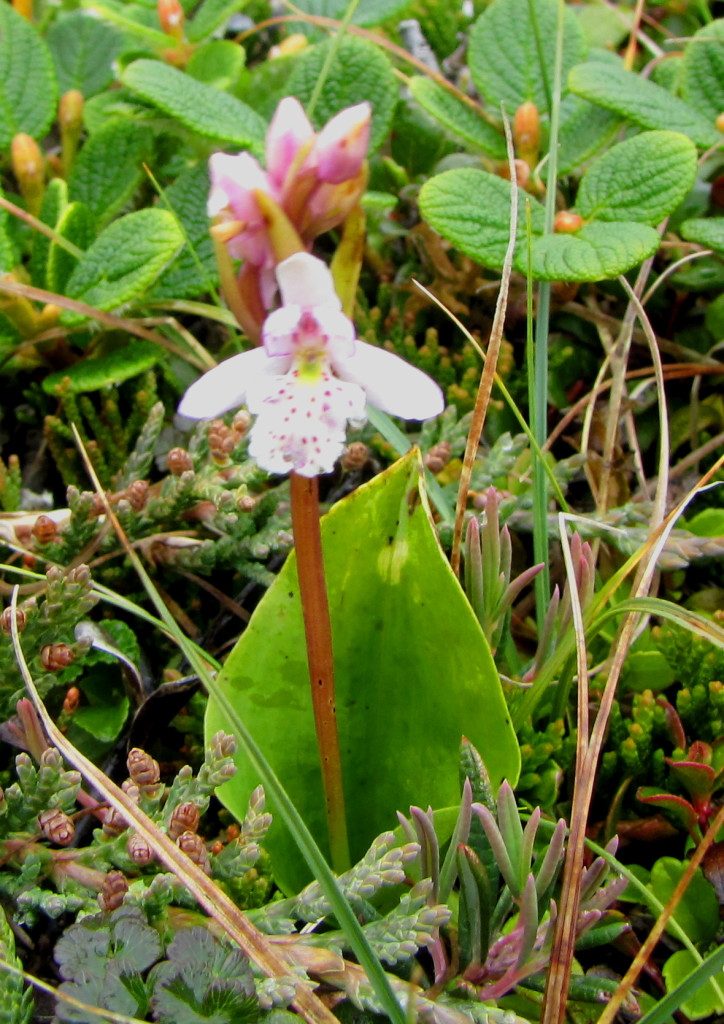 Round - leaved orchid in Churchill. Natural Habitat Adventures photo.