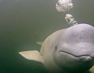 Summertime in Churchill Brings Belugas