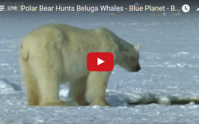 Churchill Video of the Week – Beluga Bear Hunt