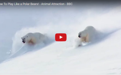 Churchill Video of the Week – How to Play Like a Polar Bear