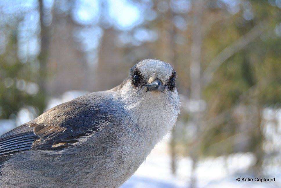 Gray jay churchill, Manitoba