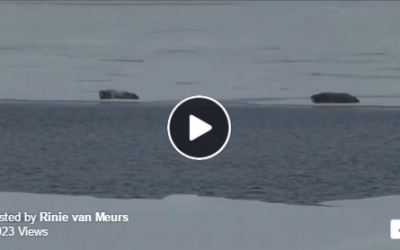 Unbelievable Record Polar Bear Dive