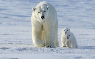 Natural Habitat Wildlife Photography Contest