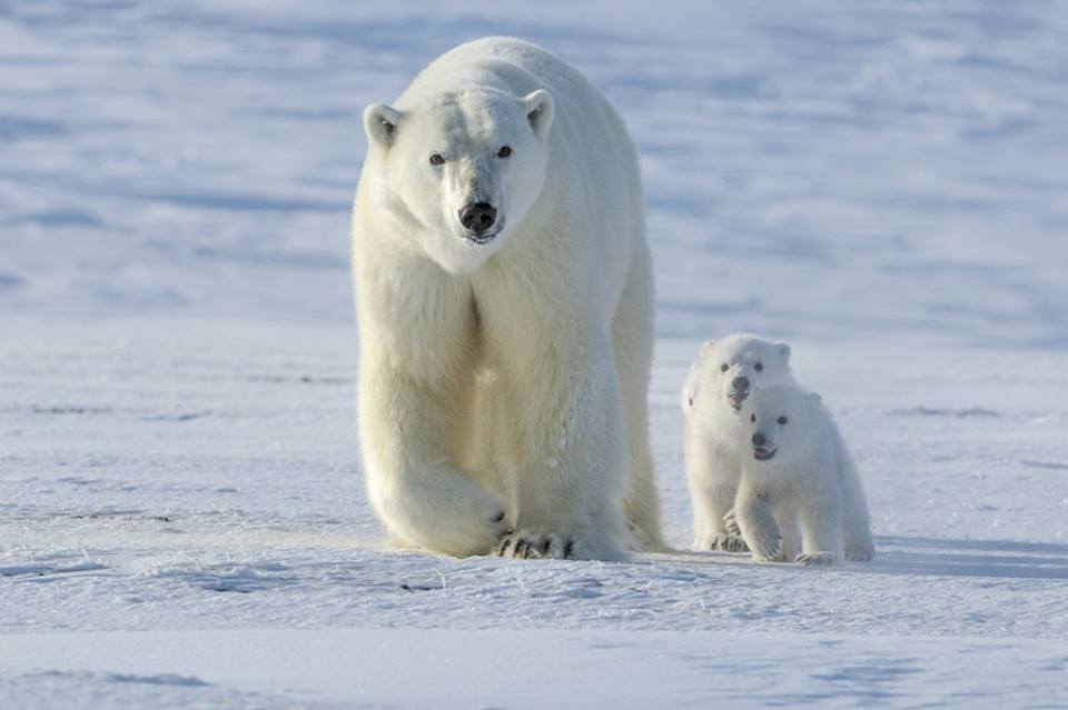 Polar bar family churchill, Manitoba