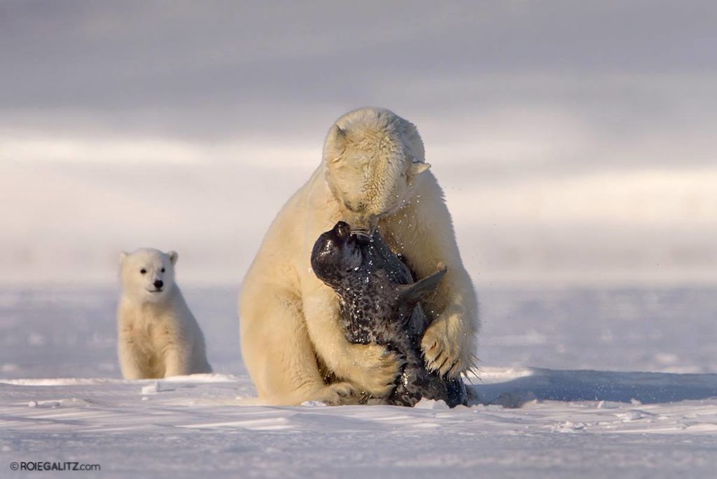 polar bear hunting seals
