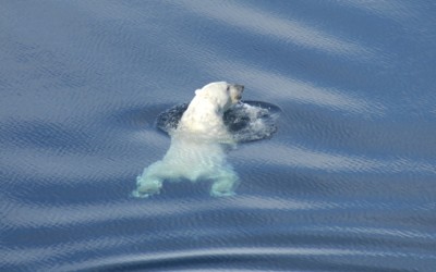 Dramatic Ice Loss Forcing Polar Bears to Swim Farther