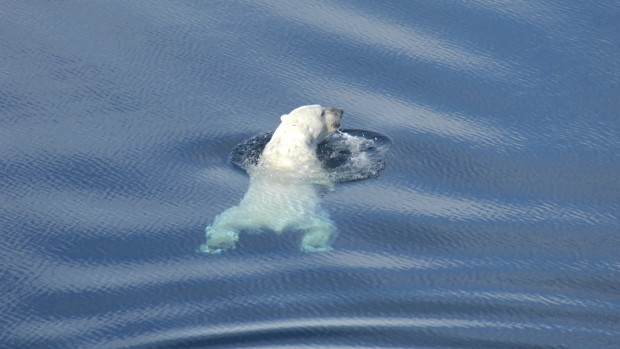 polar bear swimming