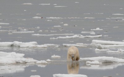 Live from Churchill: Nov 14, 2009