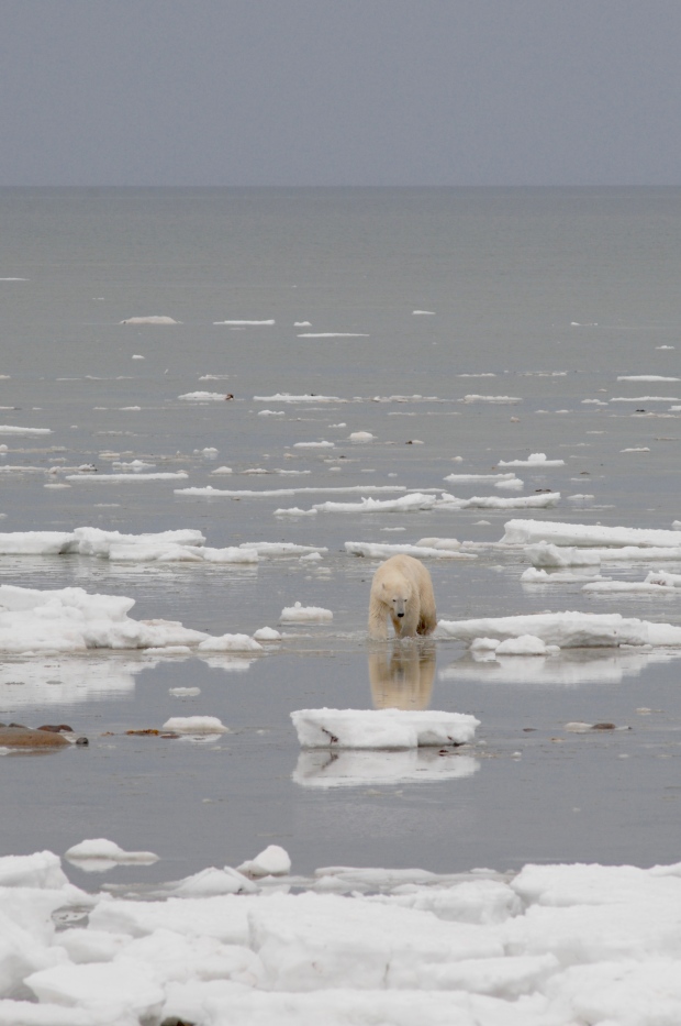 Polar bears will need to find alternate food sources in order to survive. Andrew Derocher photo.