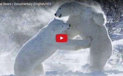 Churchill Video of the Week – A Summer Odyssey