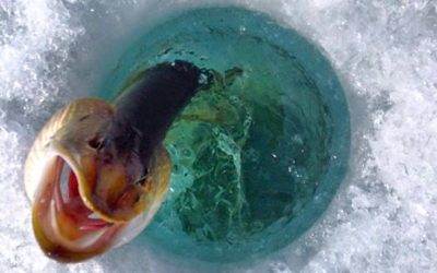 Churchill Photos by Alex De Vries Magnifico