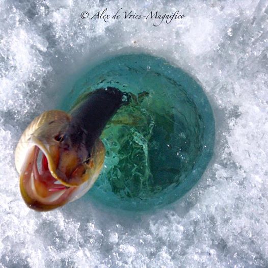 Northern Pike in Churchill