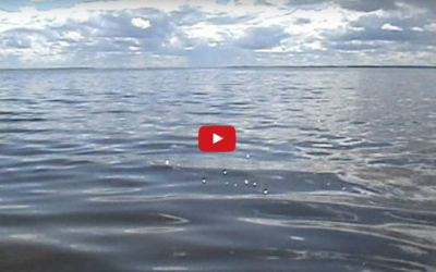 Churchill Video of the Week – Belugas