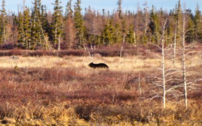 Rare Black Bear in Churchill