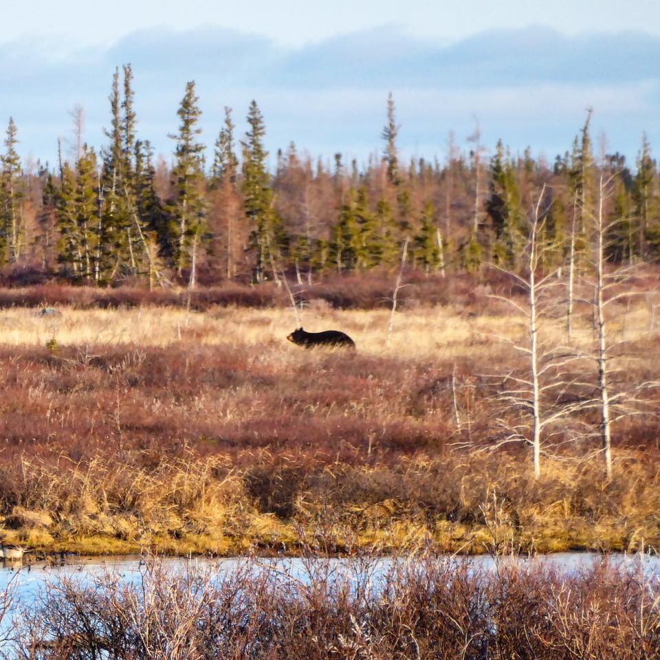 black bear in Churchill