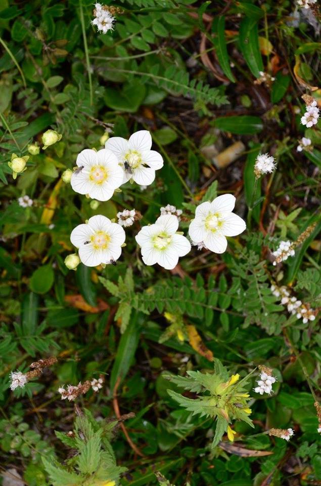 grass of parnassus churchill, Manitoba
