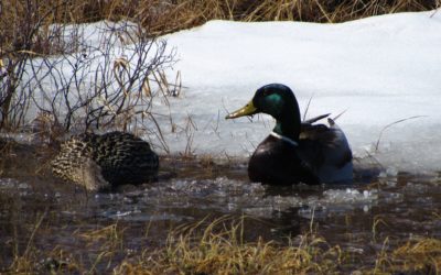 Churchill Weekend Photo – Mallards